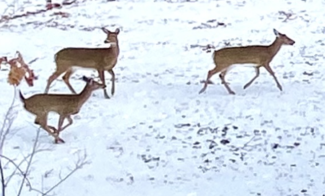 deer-in-the-snow-snowy-landscape-4